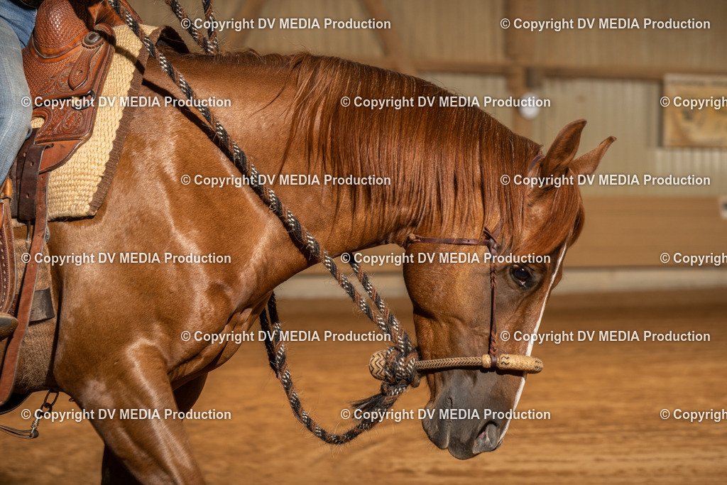 NID03233 | dv-media-shop - Realisiert mit Pictrs.com