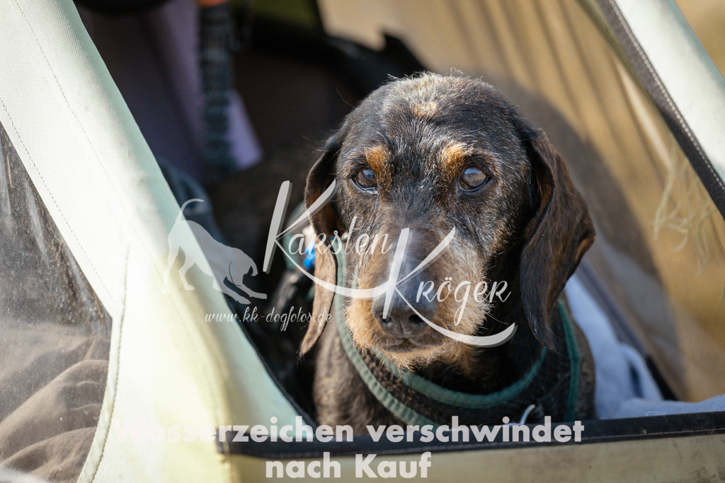 1122_ZZ93982 | kk-dogfotos