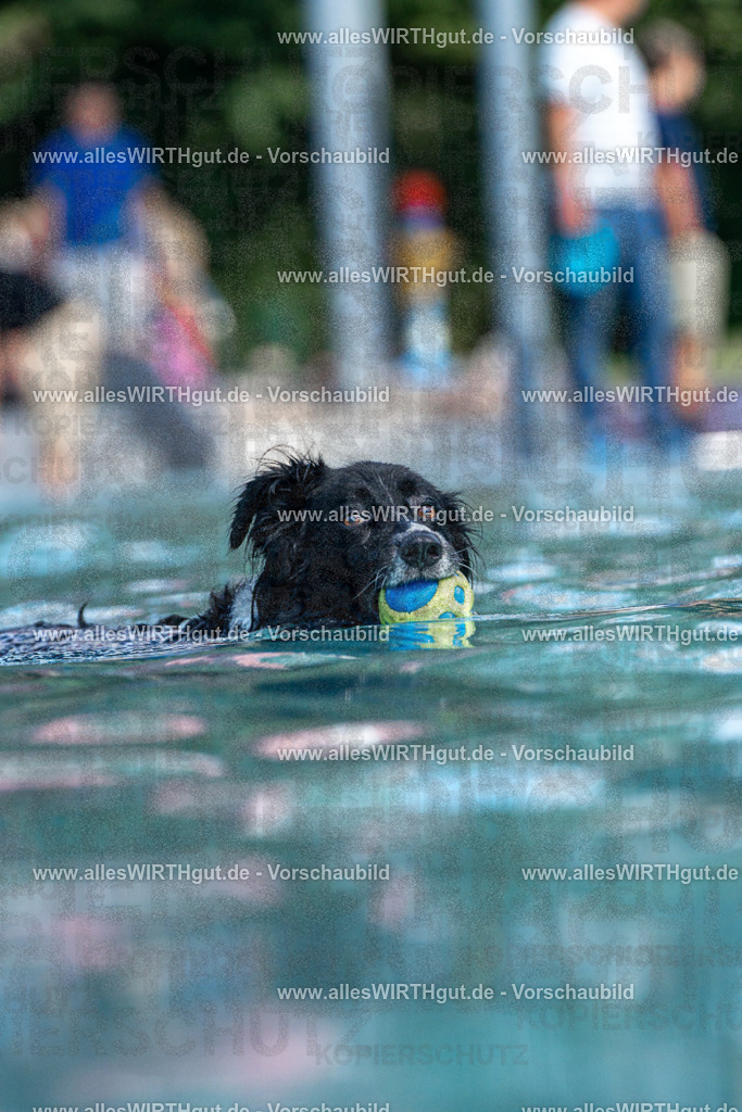 Hundeschwimmen_Volksbad_2026-allesWIRTHgut_Tierfotografie-2609061221-FAY06457 | Professionelle Tierfotografie in Mönchengladbach von Daniel Wirth (allesWIRTHgut). Liebevolle & natürliche Bilder von Hunden & Katzen für unvergessliche Erinnerungen.