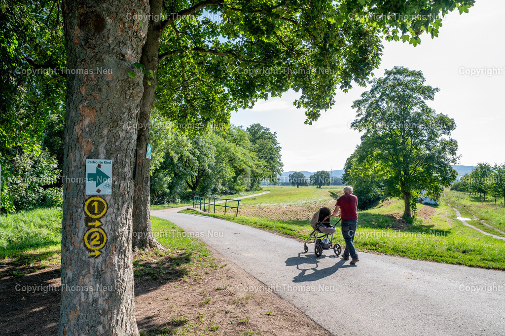 DSC_5272 | ble,zwischen der Wattenheimer Brücke und Schwanheim, ,, Bild: Thomas Neu