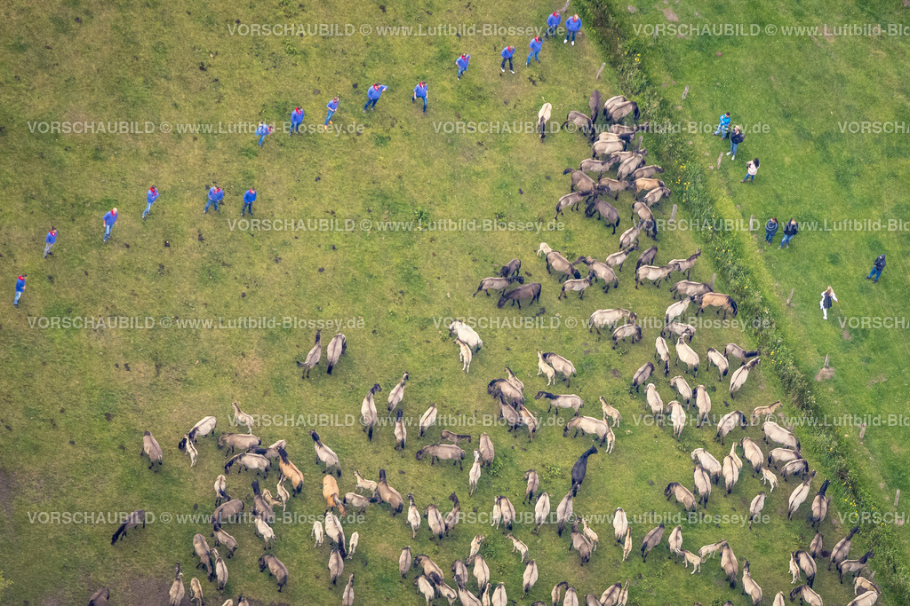 Duelmen220505057MerfelderBruchPferde-2 | Luftbild, Wildpferdefang im Merfelder Bruch bei Dülmen, Arena der Wildpferdebahn, Herzöge von Croÿ Anwesen, Pferdeherde,  Merfeld, Dülmen, Münsterland, Nordrhein-Westfalen, Deutschland
