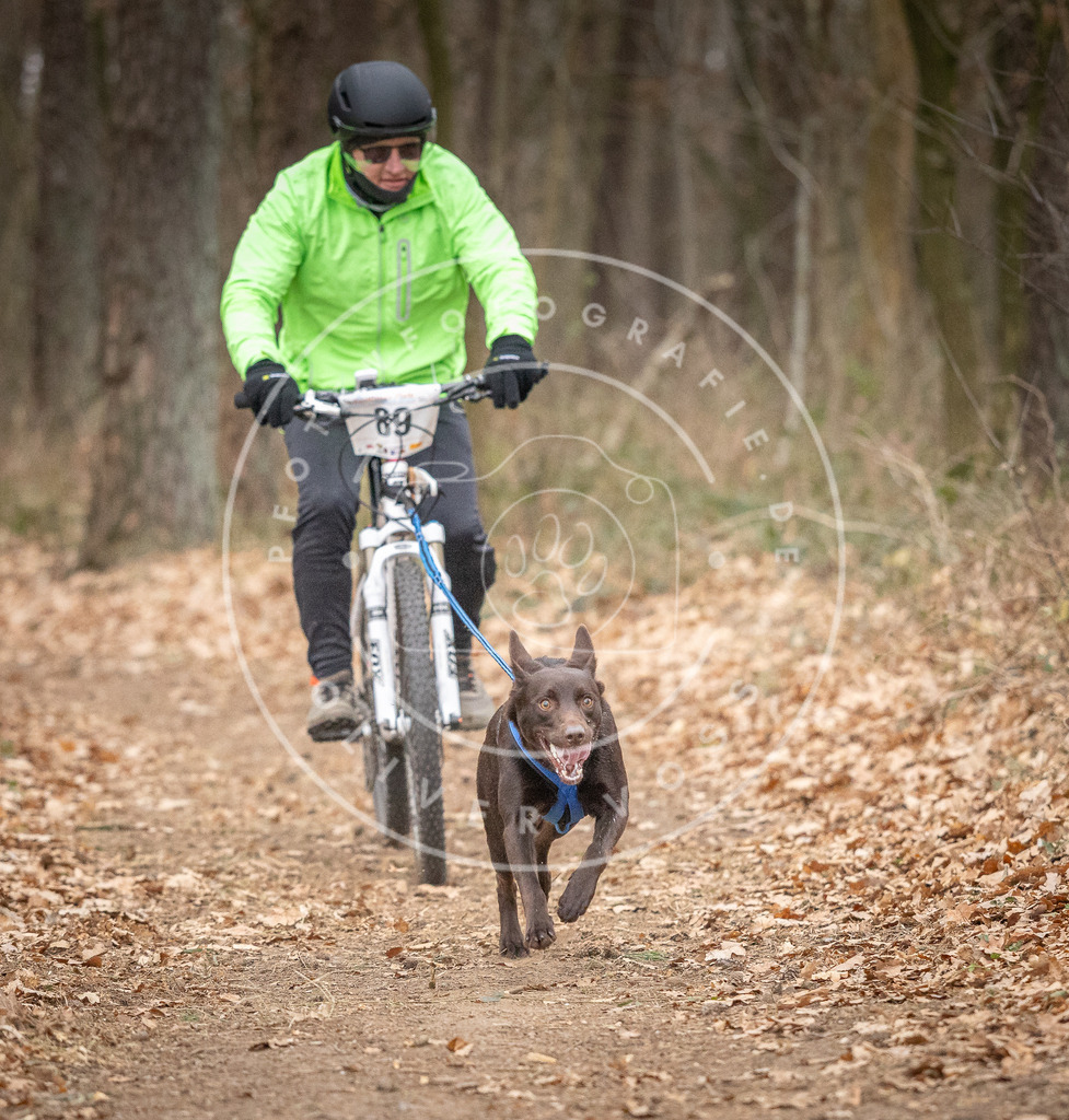 Pfotenfotografie_DV3A6504 | Hundefotografie, Tierfotograf, Pfotenfotografie, Fotoshooting Hund, Hunde Portrait, Hundesport, Hundeportraits, Heideshooting, Hunde, Sportfotograf, Hundefotograf, Turnierhundsport, THS,  - Realisiert mit Pictrs.com