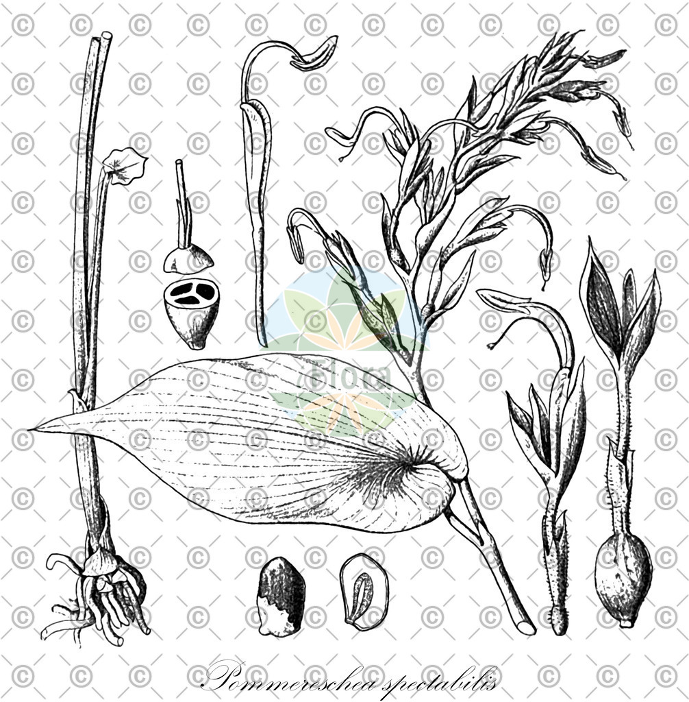 HistAbb_wfo-0000894783_2_ENZY_Simple | Historische Abbildung von Pommereschea spectabilis - Zingiberaceae | Historical Illustration of Pommereschea spectabilis - Zingiberaceae