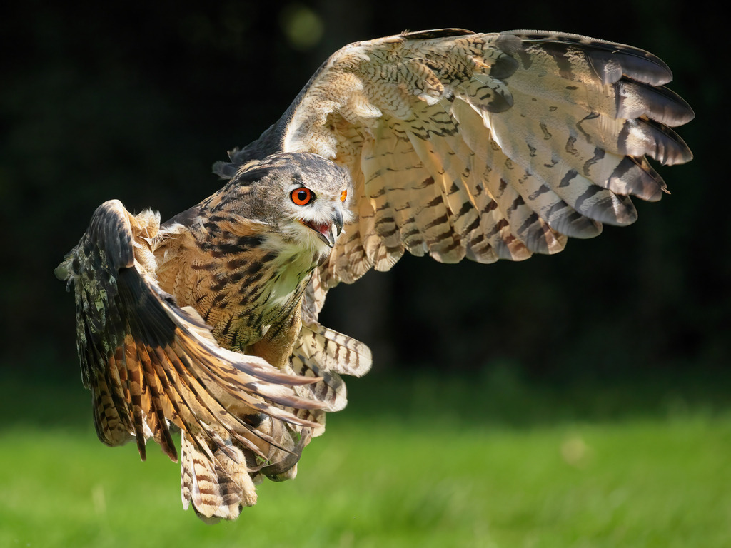 Wandbild - Fliegender Uhu im Sonnenlicht | Das Bild zeigt einen beeindruckenden Eurasischen Uhu (Bubo bubo) im Flug, eingefangen im strahlenden Sonnenlicht. Die weit ausgebreiteten Flügel des Uhus offenbaren die detaillierten Muster und Farben seines Gefieders, die in verschiedenen Brauntönen schimmern. Die leuchtend orangefarbenen Augen des Uhus blicken aufmerksam und konzentriert. Der dunkle Hintergrund hebt die kräftigen Farben und die majestätische Erscheinung des Vogels hervor, während das grüne Gras im unteren Bildbereich eine natürliche Kulisse bietet.