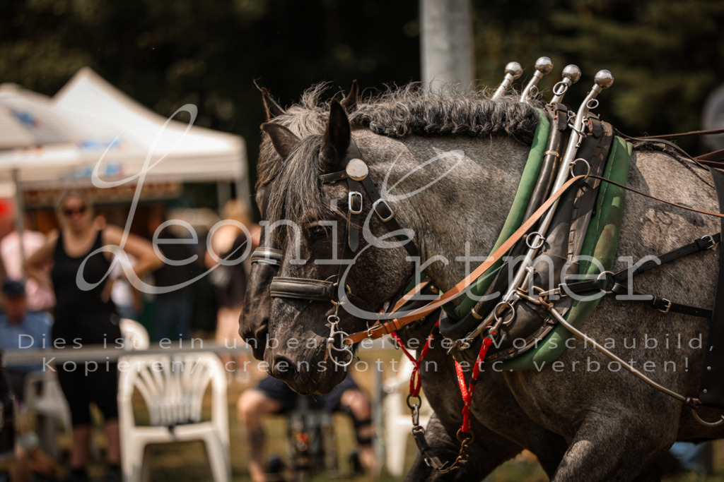 SoShow00240 | Leoni Ertmer Photography - Realisiert mit Pictrs.com