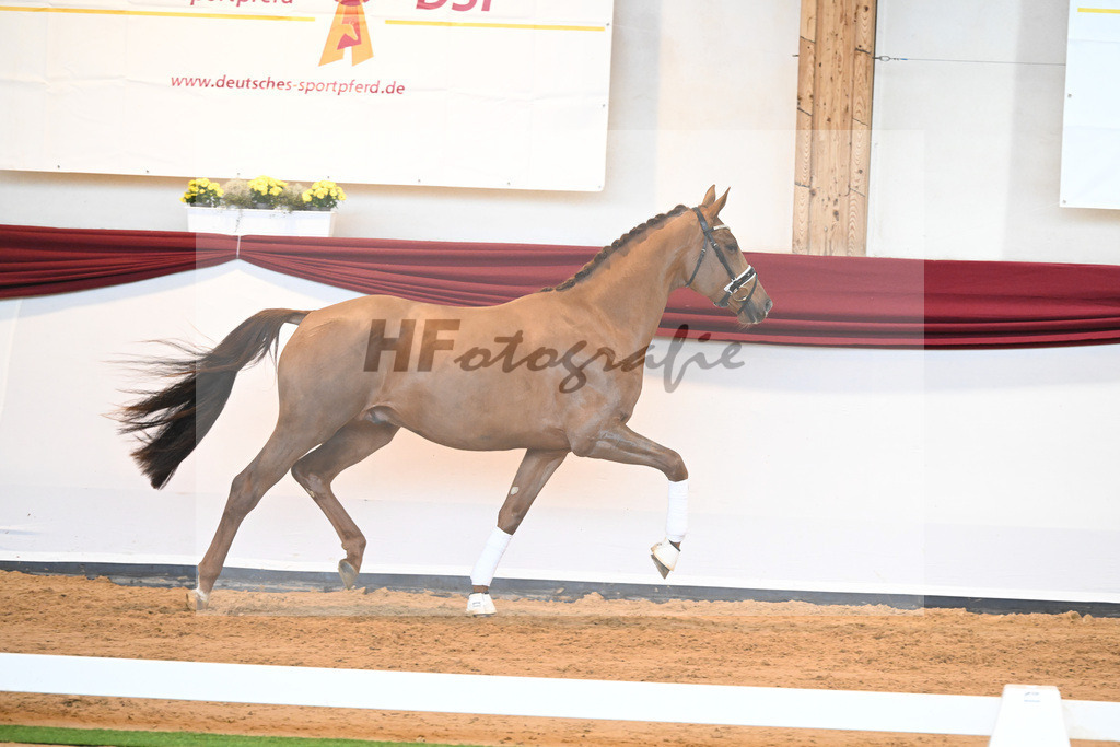 Kat-Nr. 37 v. Jazz_Stahl_66221930 | hf-fotografie - Realisiert mit Pictrs.com