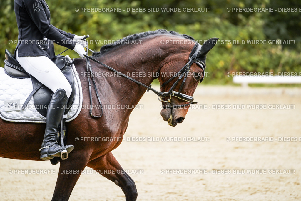 DSC09033 | Pferdegrafie