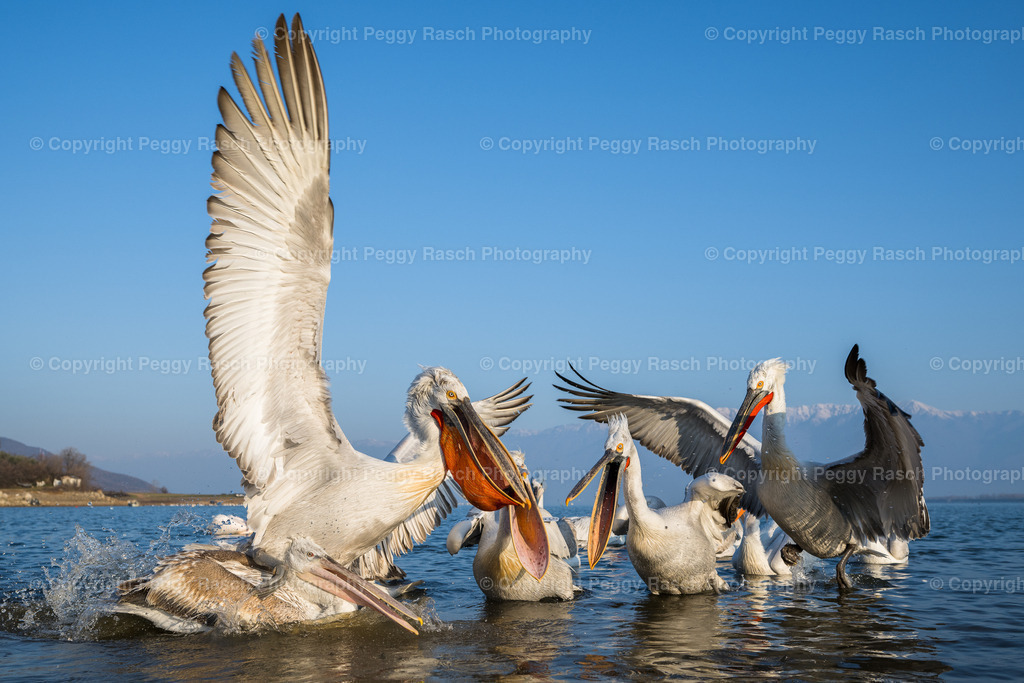 Pelikan_2023 (7) | PeggyRaschPhotography - Realisiert mit Pictrs.com