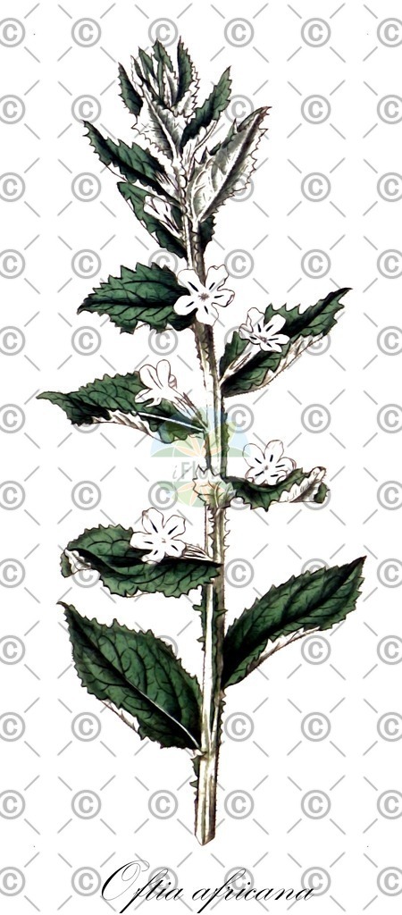 HistAbb_wfo-0000023449_1_ENZY_Simple | Historische Abbildung von Oftia africana - Scrophulariaceae | Historical Illustration of Oftia africana - Scrophulariaceae