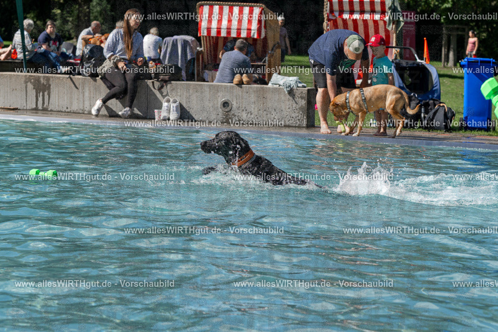 Hundeschwimmen_Volksbad_2026-allesWIRTHgut_Tierfotografie-2609061326-FAY06741 | Professionelle Tierfotografie in Mönchengladbach von Daniel Wirth (allesWIRTHgut). Liebevolle & natürliche Bilder von Hunden & Katzen für unvergessliche Erinnerungen.