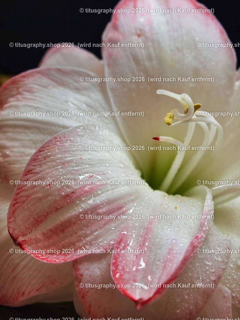 titusgraphy_P6191155-vz-ln | titusgraphy-shop: Geschenkideen mit Qualitätsfotos. titusgraphy-shop: gift ideas with quality photos. titusgraphy-shop: idées cadeaux avec photos de qualité.  - Realisiert mit Pictrs.com