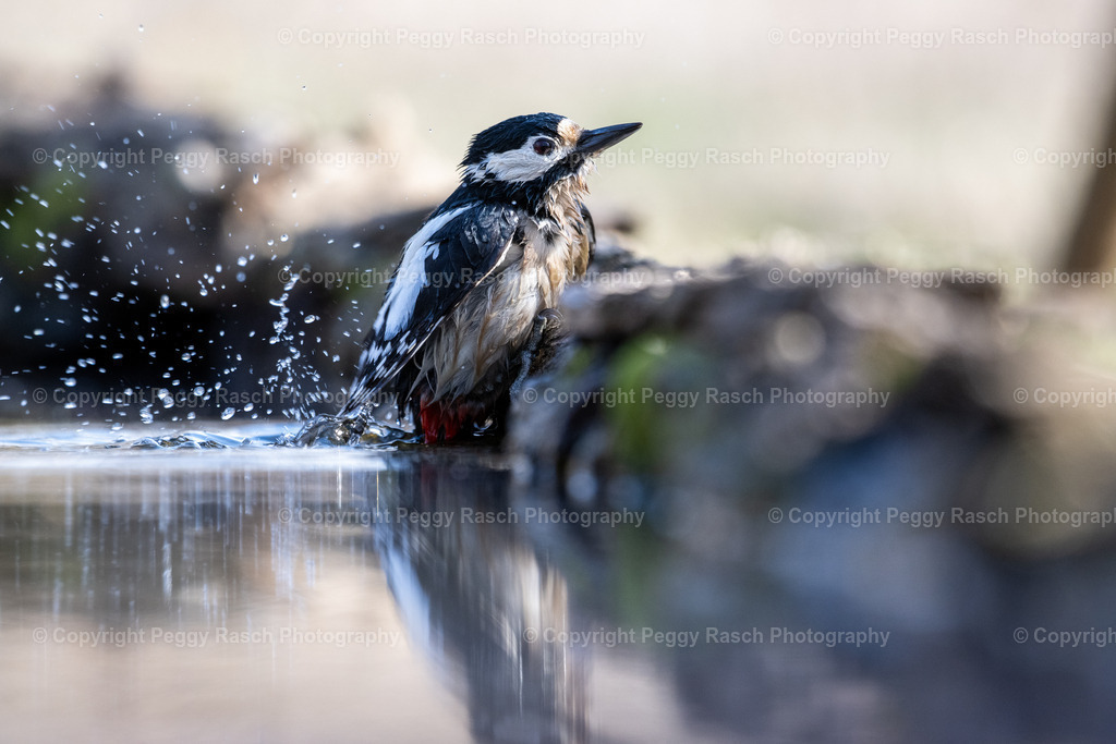 Buntspecht3 | PeggyRaschPhotography - Realisiert mit Pictrs.com