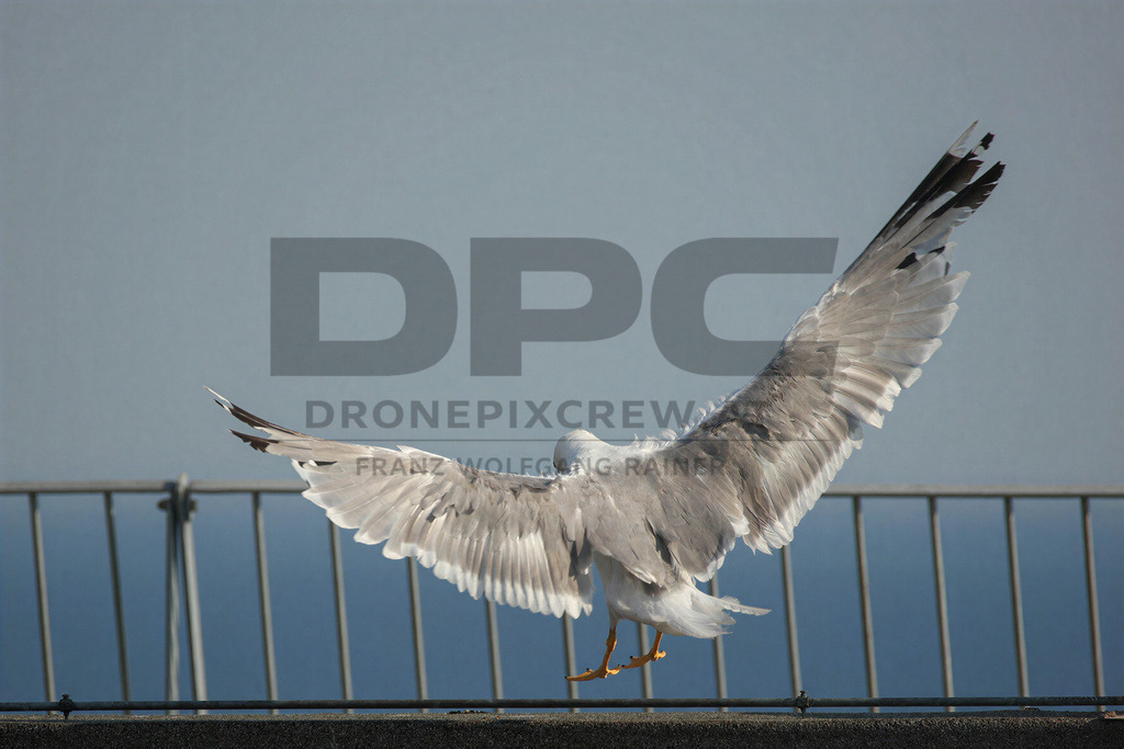 Yellow-legged Gull (Larus michahellis) | Yellow-legged Gull (Larus michahellis), a large gull species commonly found along Mediterranean coasts, rocky shorelines, harbours and coastal areas. - Realisiert mit Pictrs.com
