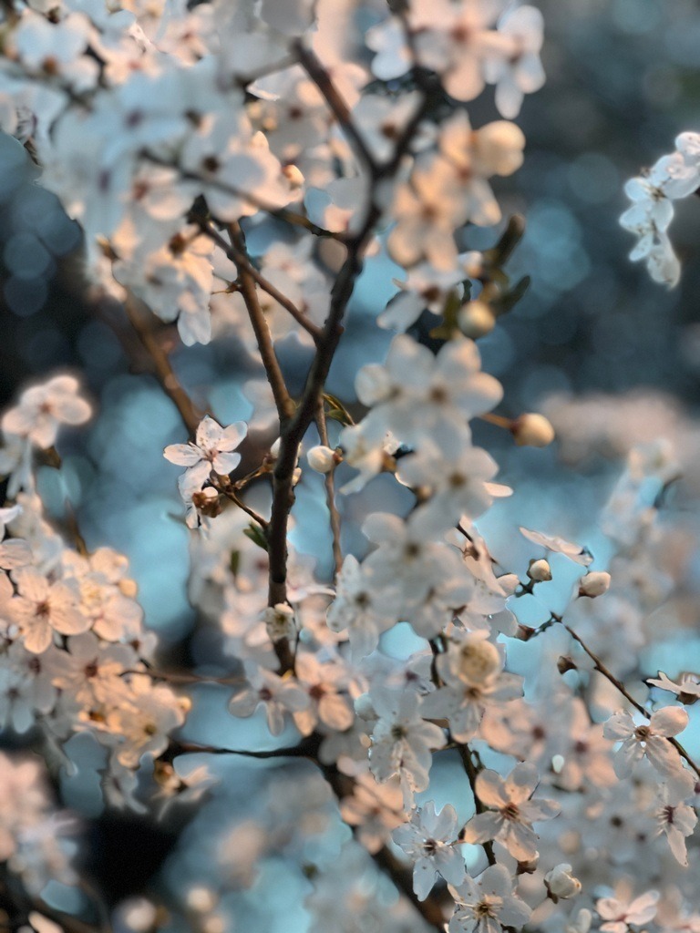 IMG_0656 | ace - Realisiert mit Pictrs.com