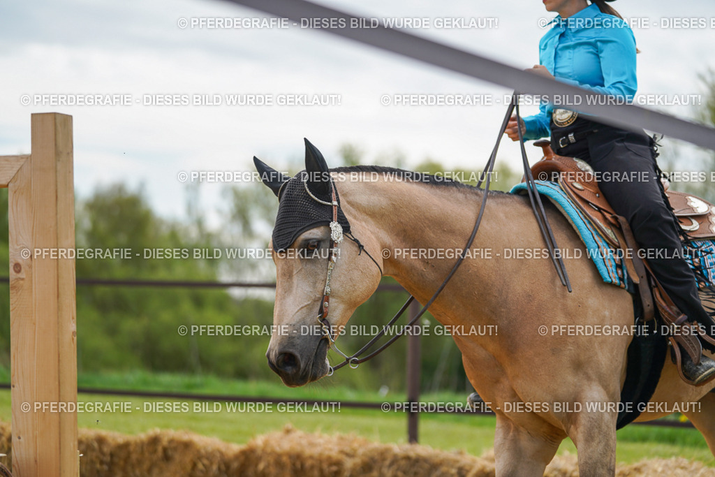 DSC03362 | Pferdegrafie