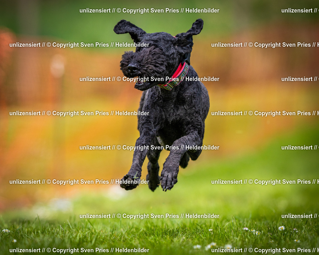 Sven Pries | 2025-04-13 - Hunderennen Baden-Baden - Realisiert mit Pictrs.com