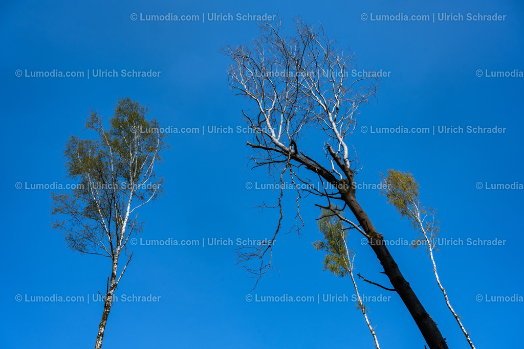 10049-12833 - Im Unterharz bei Strassberg | Stockfoto und Bilderpool mit Bildmaterial aus Deutschland, dem Harz, Halberstadt, Quedlinburg, Wernigerode und weltweit. Qualitativ hochwertige und professionelle Fotos anschauen und kaufen. - Realisiert mit Pictrs.com