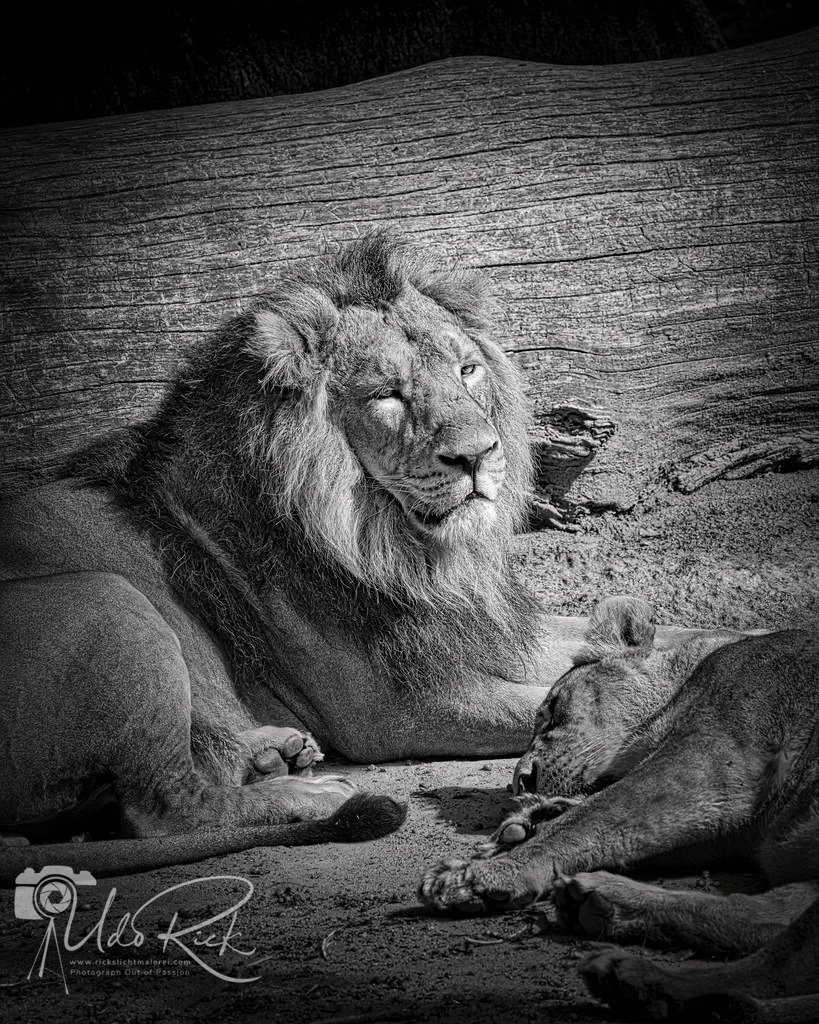 Leo3 | Entdecken Sie Fotografie aus Leidenschaft: Auftragsfotografie, HD-Fotos, Geschenkartikel aus Ihren Bildern und vieles mehr. Beauftragen Sie uns für besondere Momente!