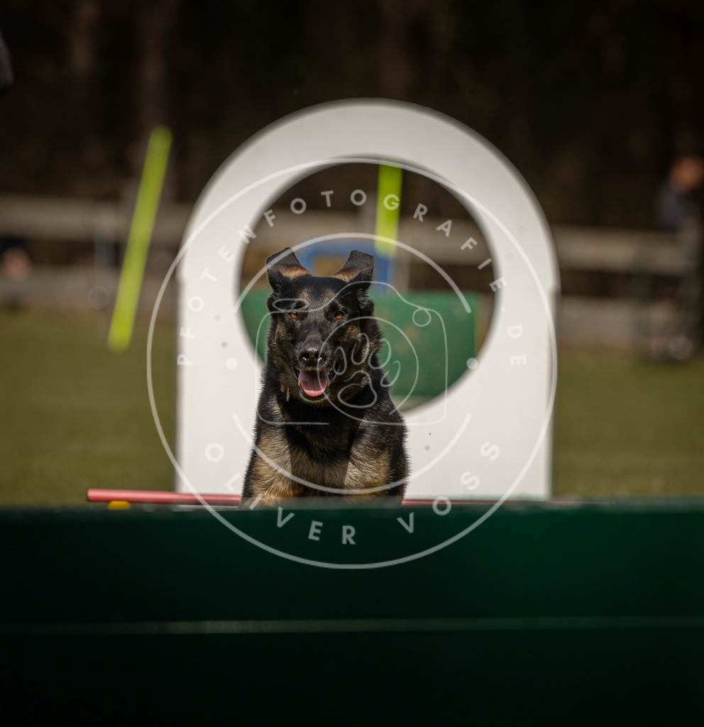 Pfotenfotografie_DV3A5151 | Hundefotografie, Tierfotograf, Pfotenfotografie, Fotoshooting Hund, Hunde Portrait, Hundesport, Hundeportraits, Heideshooting, Hunde, Sportfotograf, Hundefotograf, Turnierhundsport, THS,  - Realisiert mit Pictrs.com
