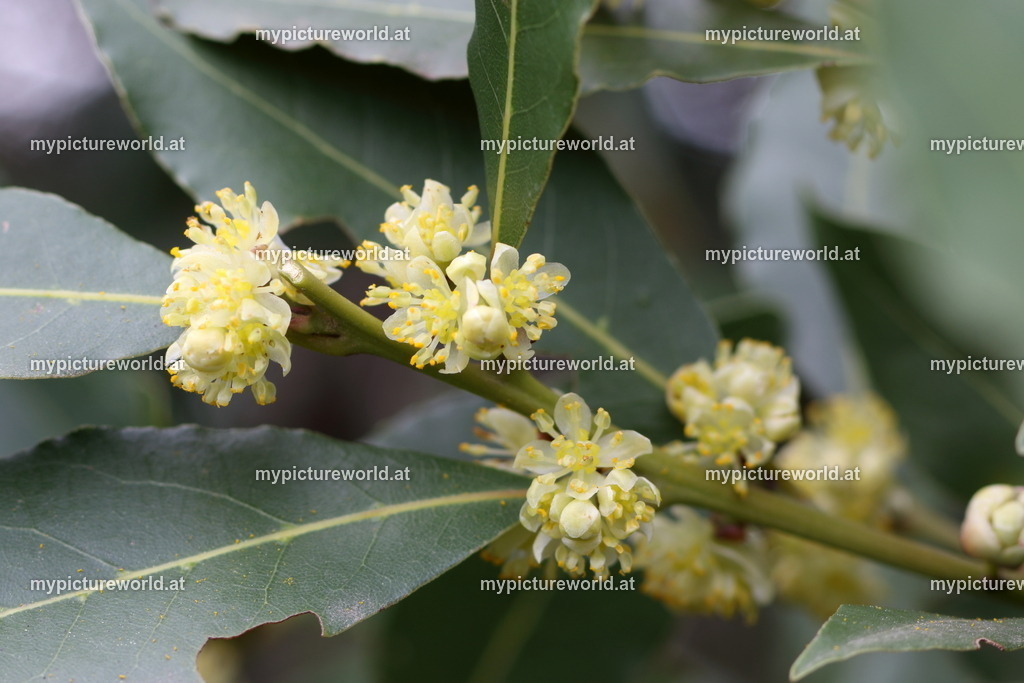 Echter Lorbeer-001 | Das Bilderarchiv über Tiere, Planzen und Landschaften. In der Bilddatenbank finden Sie ein große Auswahl an hochwertigen Bilder für Ihre Werbung - Realisiert mit Pictrs.com