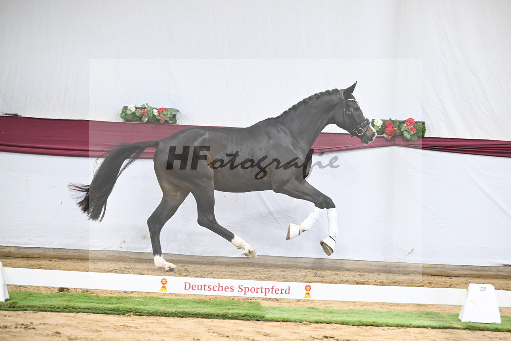 Kat-Nr. 106 Erste Sahne x Dimaggio_Gestuet Rickhof_47251797 | hf-fotografie - Realisiert mit Pictrs.com