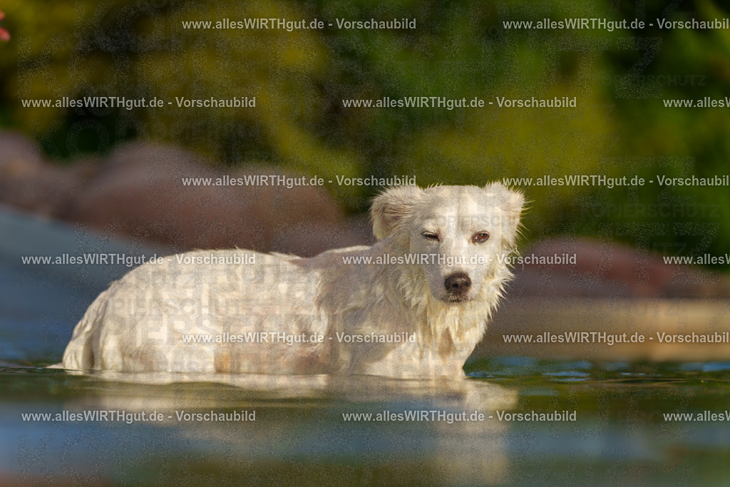 Hundeschwimmen_Grefrath_2026-allesWIRTHgut_Tierfotografie-15_39-7R509456 | Professionelle Tierfotografie in Mönchengladbach von Daniel Wirth (allesWIRTHgut). Liebevolle & natürliche Bilder von Hunden & Katzen für unvergessliche Erinnerungen.