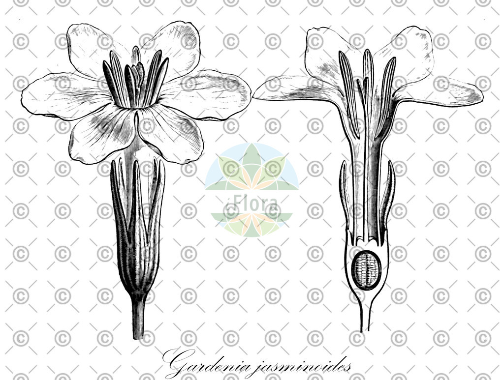 HistAbb_wfo-0000694767_1_ENZY_Simple | Historische Abbildung von Gardenia jasminoides - Rubiaceae | Historical Illustration of Gardenia jasminoides - Rubiaceae
