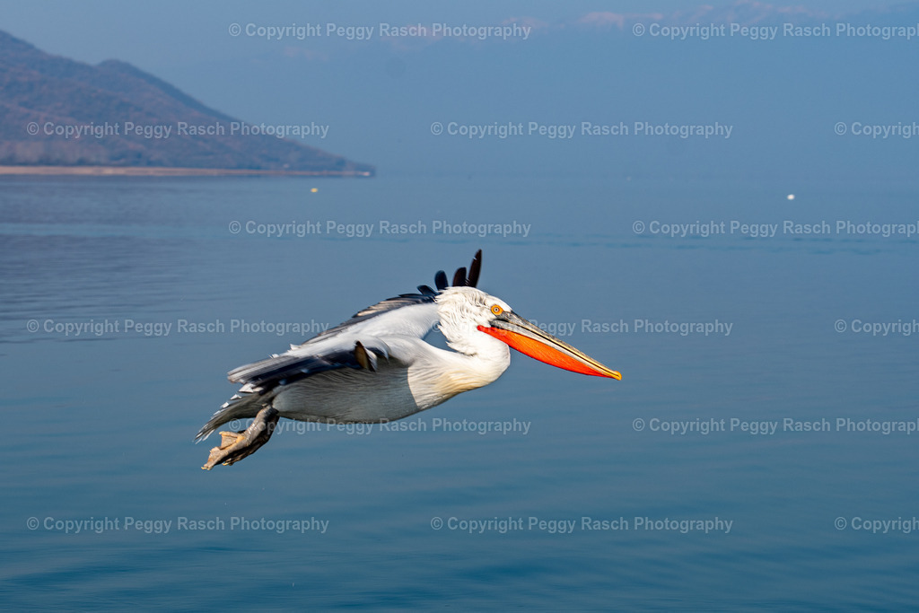 Pelikane (18) | PeggyRaschPhotography - Realisiert mit Pictrs.com