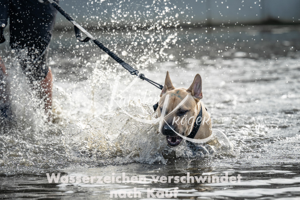 0959_ZZ95178 | kk-dogfotos