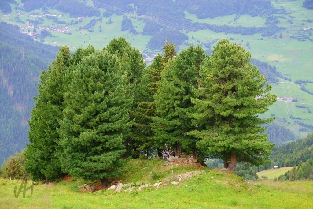 Zirben Baumgruppe | Zirben Baumgruppe - Realisiert mit Pictrs.com