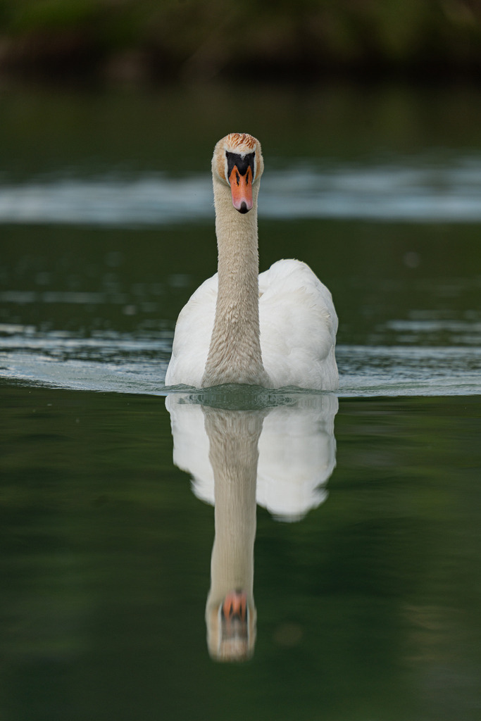 Schwan | Ein wunderschöner Schwan inkl. Spiegelung am Wasser - Realisiert mit Pictrs.com