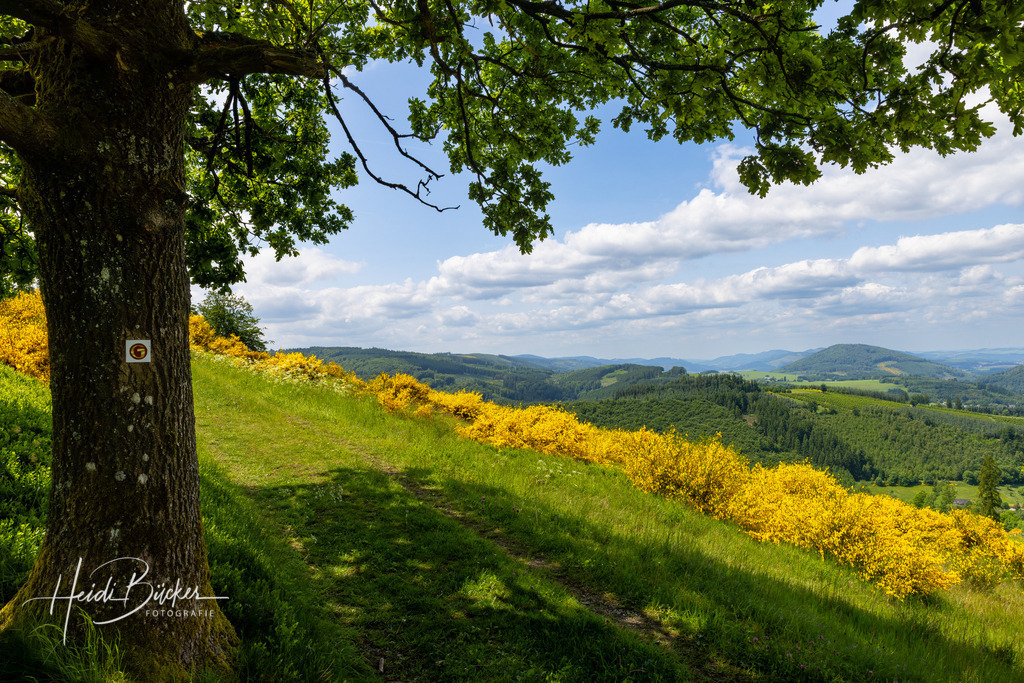 Westfeld und Umgebung 018 | Bilder und Impressionen zu jeder Jahreszeit aus dem Sauerland im Naturpark Sauerland-Rothaargebirge - Realisiert mit Pictrs.com