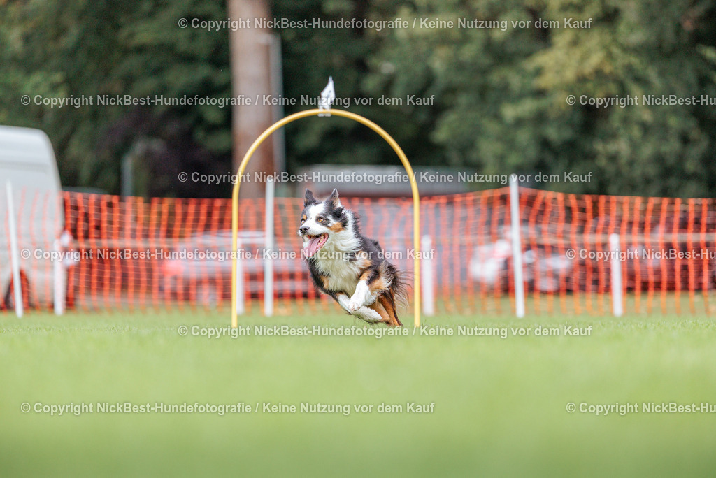BSP Hoopers-H3-2026-Nickbest-Hundefotografie-TuS Komet Arsten e.V.-2529 | Dein Hund! Dein Moment! Deine Erinnerungen! Hundefotografie in Bremen Blumenthal. Ich fange die besonderen Momente deines Vierbeiners ein – ob Indoor mit Blitzanlage oder in der freien Natur. Sicher dir dein Moment und dein Termin für eure Erinnerungen.