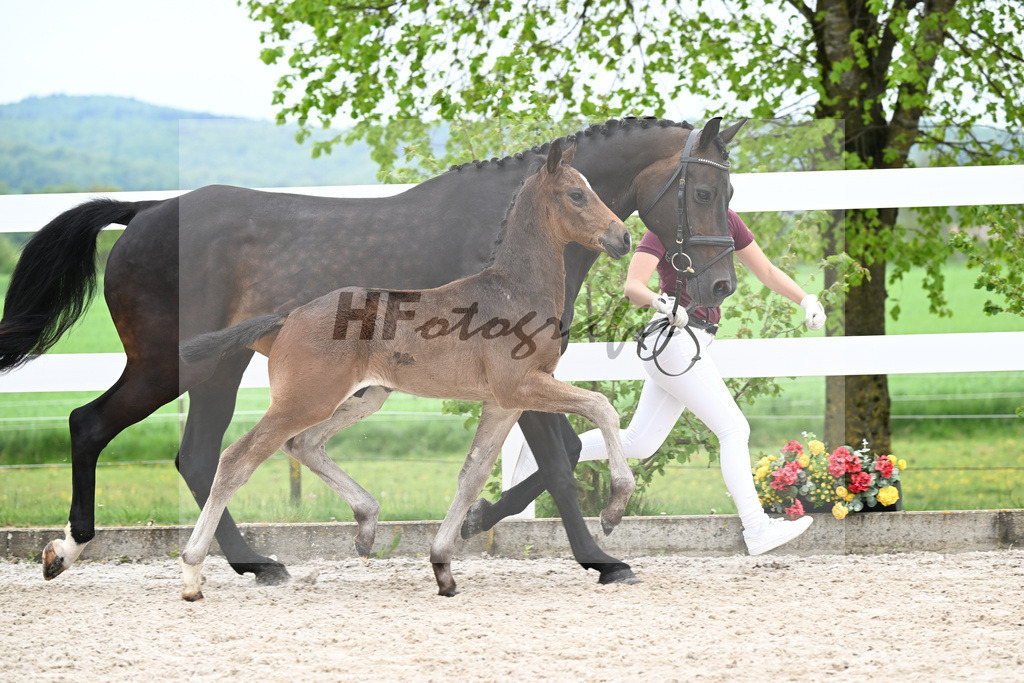 Kat-Nr. 7 HF Be Sure x Lorentin I_Diez_23260841 | hf-fotografie - Realisiert mit Pictrs.com