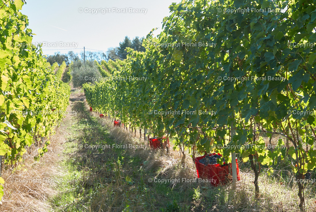 Weingut in Italien | abgeerntete Weinreben auf Hügel in Italien mit roten Kisten gefüllt mit Trauben - Realisiert mit Pictrs.com