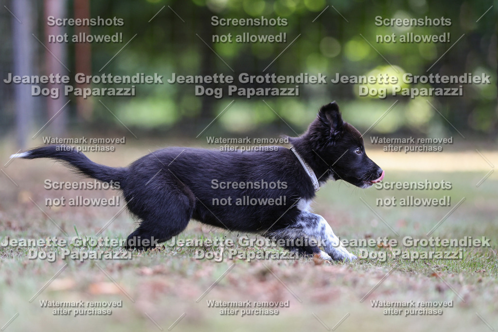 Dog Paparazzi -  Agiltiy Greffen 0826-539 Kopie | Dog Paparazzi Jeanette Grottendiek Fotografie & Videografie - Realisiert mit Pictrs.com