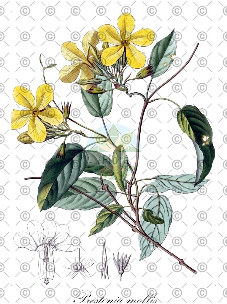 HistAbb_4552_3_FLORAD_SIMPLE | Historische Abbildung von Prestonia mollis - Apocynaceae | Historical Illustration of Prestonia mollis - Apocynaceae