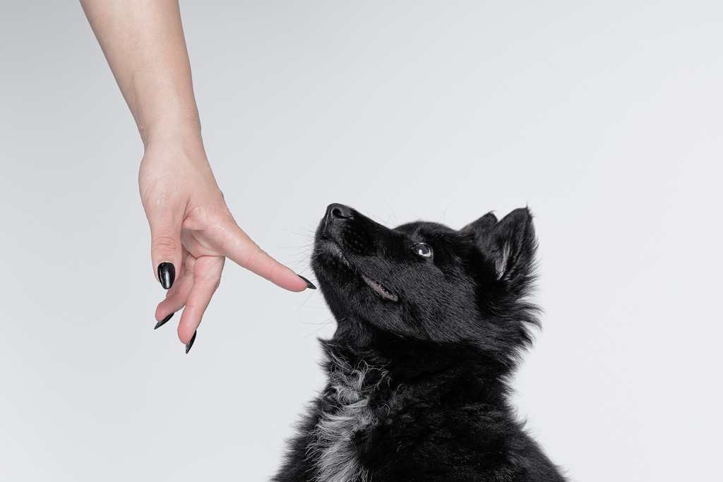 Welpen Hundeshooting | Welpen Fotografie und Hundeshooting, Bremen Blumenthal und um zu.