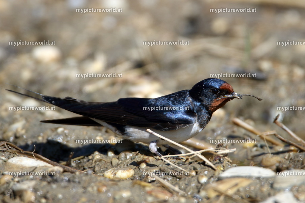 Rauchschwalbe-096 | Das Bilderarchiv über Tiere, Planzen und Landschaften. In der Bilddatenbank finden Sie ein große Auswahl an hochwertigen Bilder für Ihre Werbung - Realisiert mit Pictrs.com