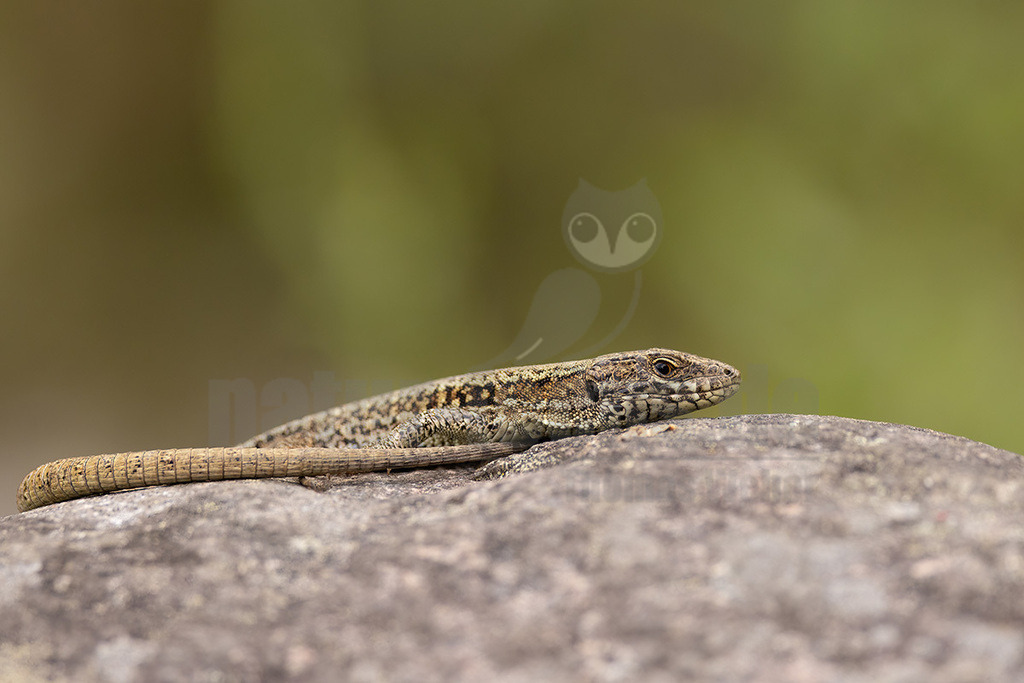 R5NF4933_20240623 | Die Mauereidechse gehört zur Klasse der Kriechtiere, der Familie der Echten Eidechsen und zur Gattung der Mauereidechsen. Sie wurde von der Deutschen Gesellschaft für Herpetologie und Terrarienkunde zum Reptil des Jahres 2011 ausgerufen. - Realisiert mit Pictrs.com