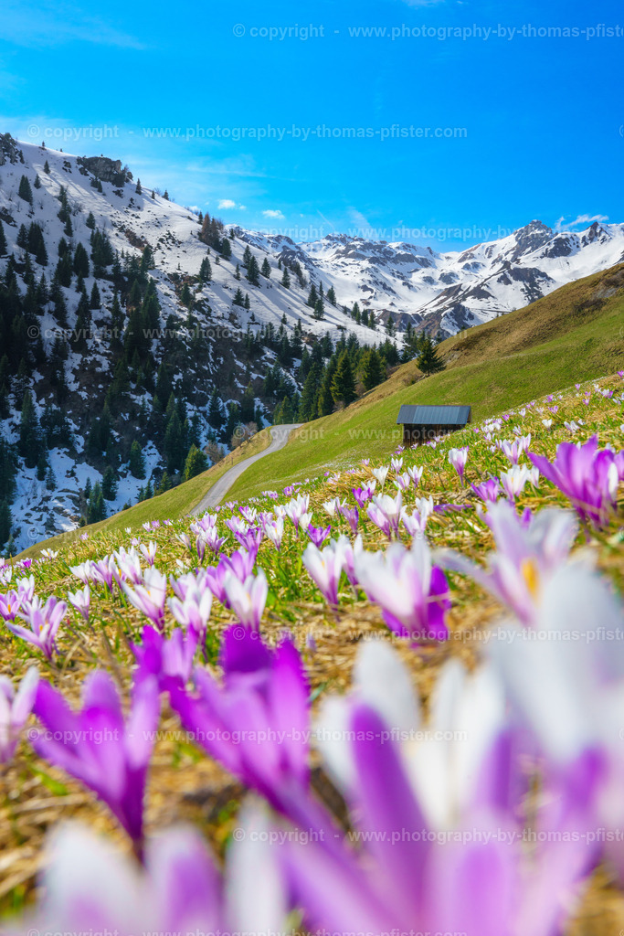 Krokusblüte Tux copyright  Thomas Pfister-10 | PHOTOGRAPHY BY THOMAS PFISTER