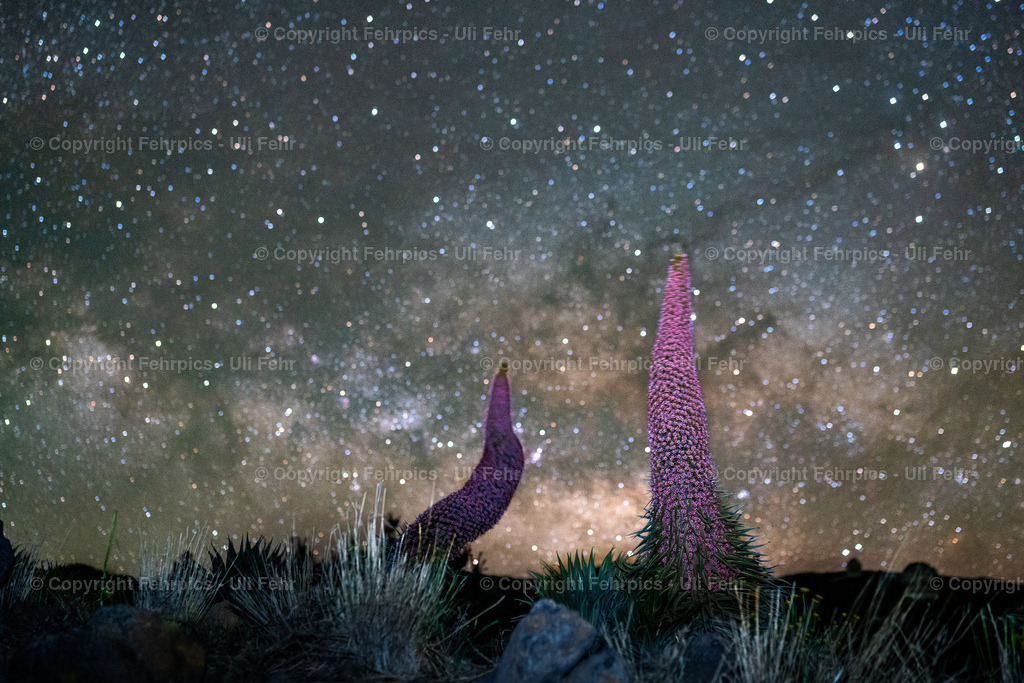 Tajinaste under the milky way - La Palma | Fehrpics - hochwertige Fotoprodukte rund um Landschaft, Natur, Sterne & Milchstraße. - Realisiert mit Pictrs.com