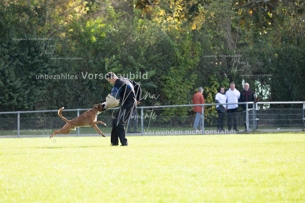 _16A6568 | Einzigartige Fotos von Hunden & Menschen –Actionfotos, Portraits, Vereinsaufnahmen & Paarshootings – authentisch, lebendig & mit Herz.
