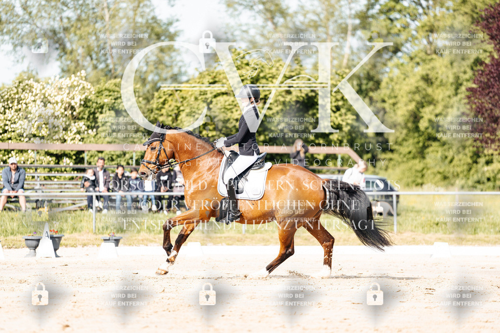 CK900162 | Turnierfotografie Pferdefotografie Trier Rheinland-Pfalz Pferdesport Reitsport Tierfotografie Sportfotografie Pferdevideo Pferdevideografie Equestrianvideography equestrianphotography  - Realisiert mit Pictrs.com