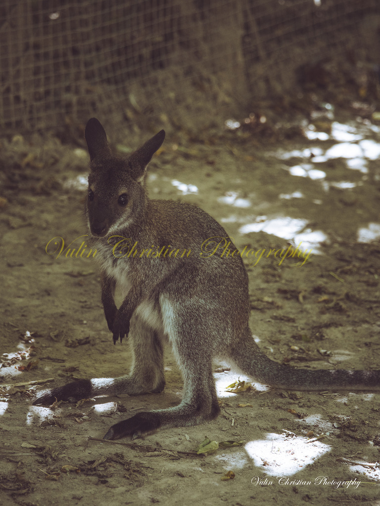 PH 18 | Christian Vulin  - Realisiert mit Pictrs.com