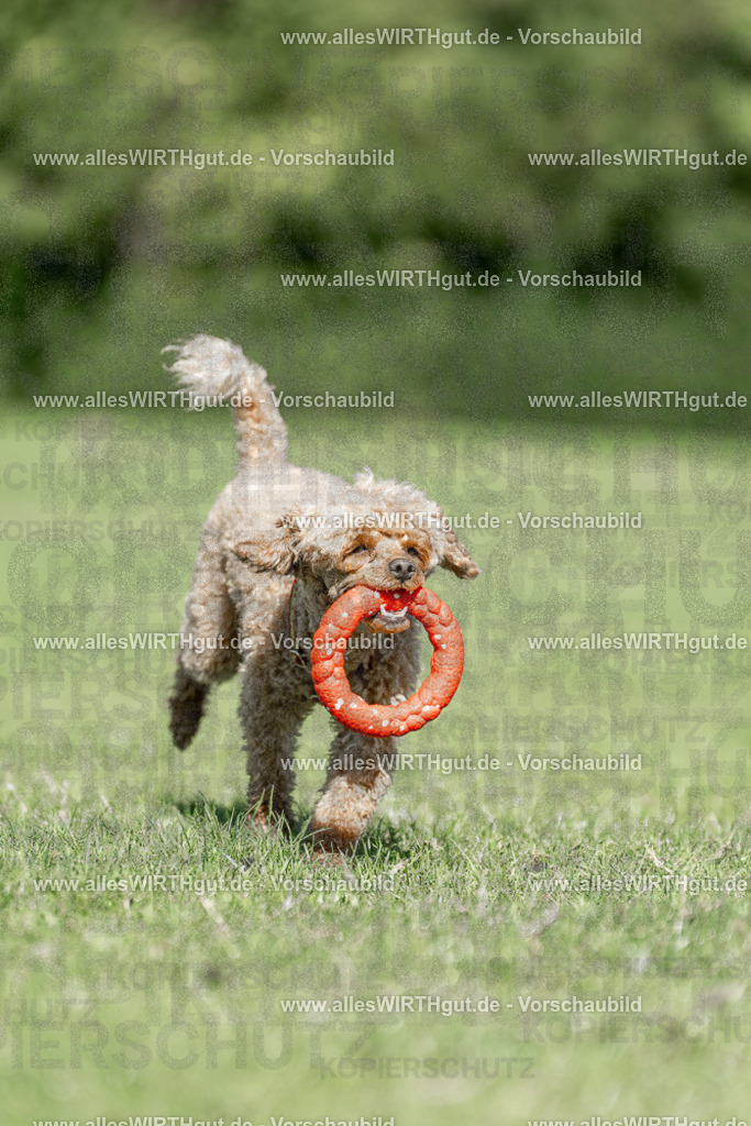 Hundeschwimmen_Volksbad_2026-allesWIRTHgut_Tierfotografie-2609061108-101848-7R509422 | Professionelle Tierfotografie in Mönchengladbach von Daniel Wirth (allesWIRTHgut). Liebevolle & natürliche Bilder von Hunden & Katzen für unvergessliche Erinnerungen.