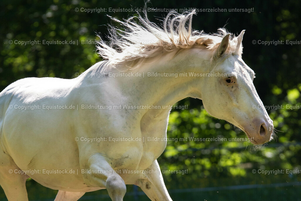 20150518_TOMsPiC_0150 | equistock