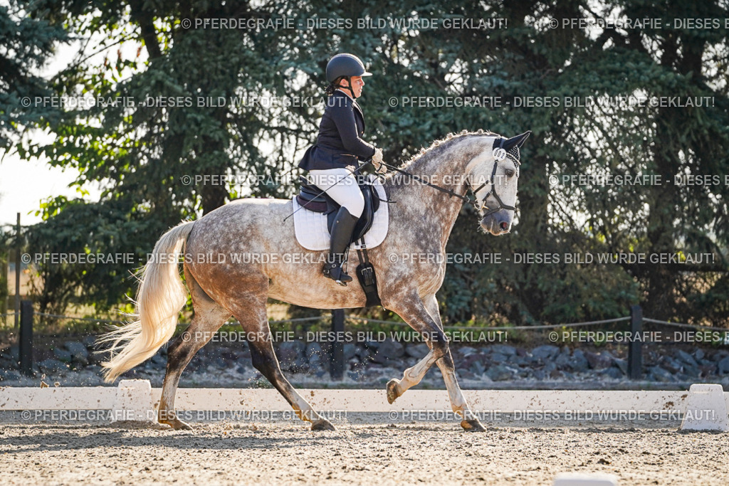 DSC08573 | Pferdegrafie