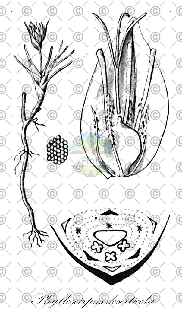 HistAbb_wfo-0000890486_1_ENZY_Simple | Historische Abbildung von Phylloscirpus deserticola - Cyperaceae | Historical Illustration of Phylloscirpus deserticola - Cyperaceae
