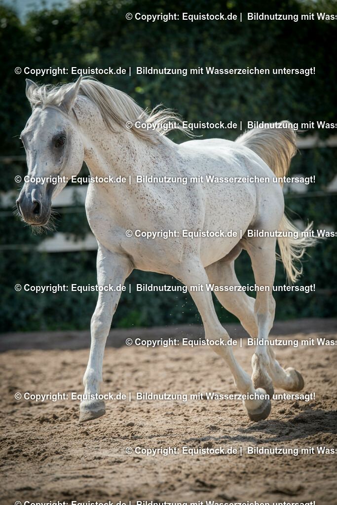 20150904_TOMsPiC_0263 | equistock